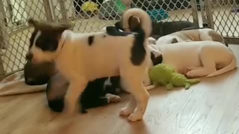 Energetic Puppy Tries To Wake Up Rest Of His Litter