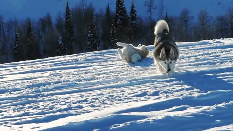 Husky Loves Snow! Snow dogs in their natural habitat