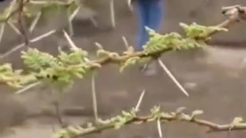 "Snake Catching Bird: Amazing Wildlife Moment | Incredible Video"