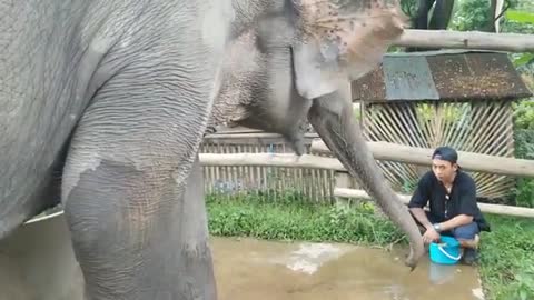 shrapnel landmine elephant foot injury