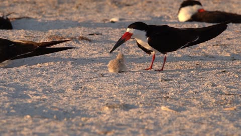 The Tough Life of a Black Skimmer Chick