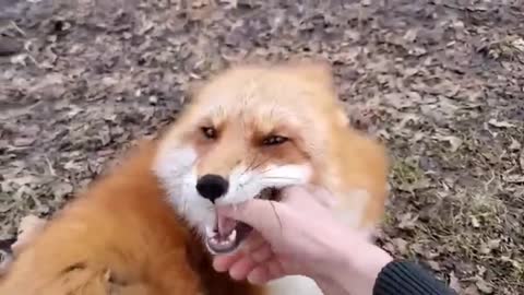 How foxes are happy and laughing !