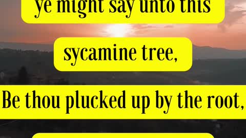 Jesus Said... If ye had faith as a grain of mustard seed, ye might say unto this sycamine tree,