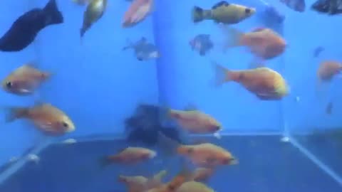 Angelfish swimming in the aquarium, looks like we have an intruder... [Nature & Animals]