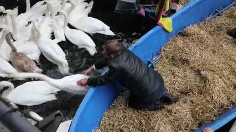 Los cisnes del lago Alster son trasladados a su hogar de invierno en Hamburgo