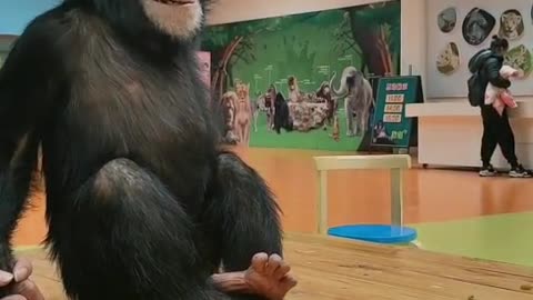 Little chimp loves raisins