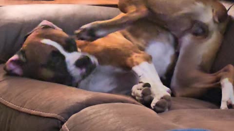 Boxer Contorts to Scratch Itchy Ear