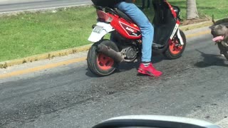 Doggy Stretches Its Legs While Waiting for a Traffic Light