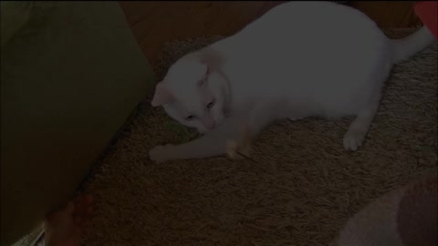 Cat torn between two different play toys