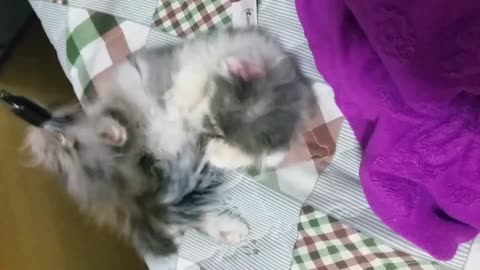 A cute cat lying down and playing with fur toys2.