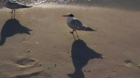 Royal Terns and how God cares for all of us. Matthew 6:26 2/23/24 Naples