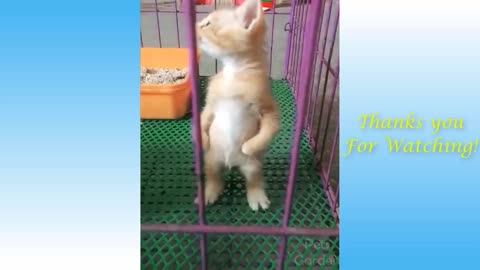 Cute Cats And Funny Dogs Videos Compilation 2022