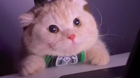 cute cat