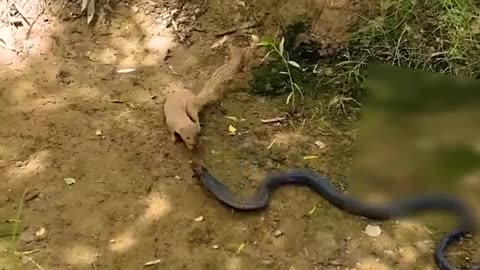 Mongoose vs. Black Cobra