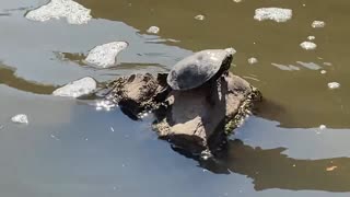 Sioux Falls Turtle Getting a Suntan