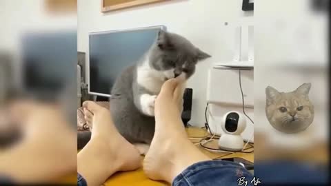 Massaging cat and how it works