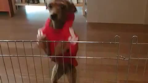 A video of a dog jumpimg beacause it's so happy