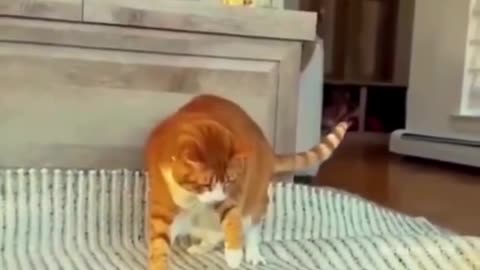 Cats Funny videos |funny cats video| Try not to laugh 😆