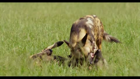 Two African Wild Dogs Fighting Each Another