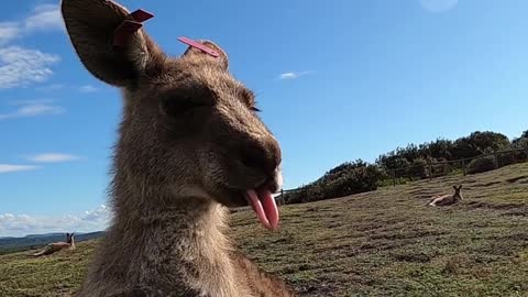 Kangaroo licking her lips