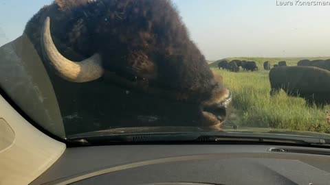Bison Car Wash