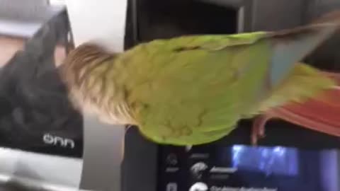Little parrot hilariously dances to "walk like an Egyptian"