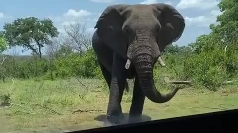 Funny elephant