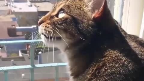 strange cat looking for outside birds of window
