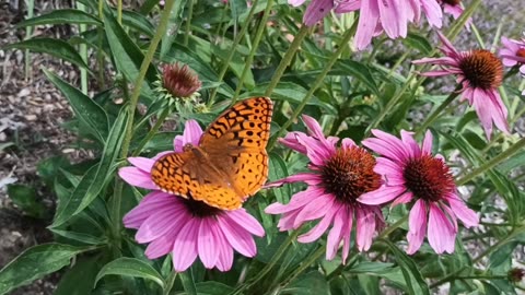 Gulf Fritillary