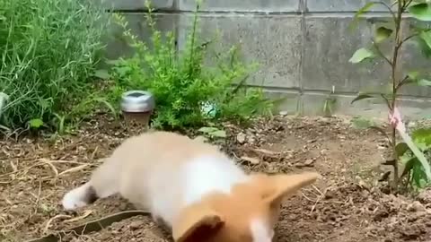 Corgi Daily whats corgi finding