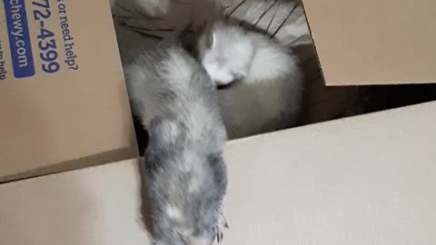 Cute Ferrets Playing in Their New "Toy" Box