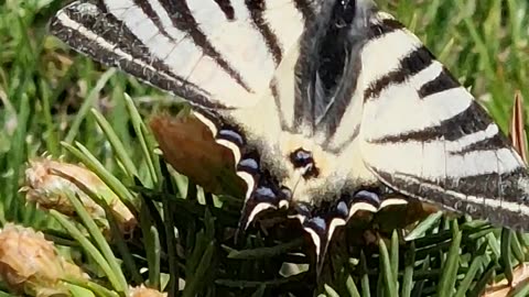 Swallowtail in detail.