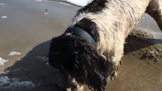 Black and white dog dig hole in wet beach sand