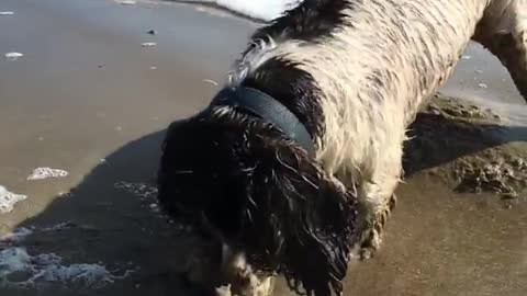 Black and white dog dig hole in wet beach sand