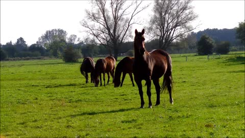 Adorable Horse in Field Call Out Owner ' Family Care '