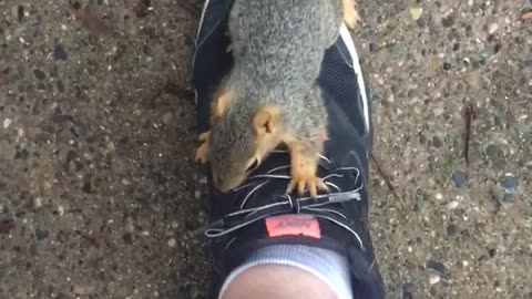 Scared Baby Squirrel Climbs up Human Leg