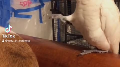 Cockatoo Comedy