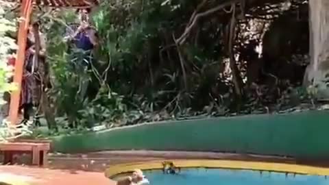 Monkey's Take Over Pool Happy Good Vibes