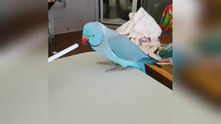 Acrobatic Parrot