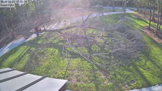 Big tree coming down