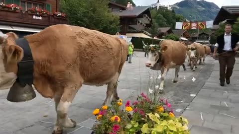 Cow parade 2022 Gstaad, Switzerland