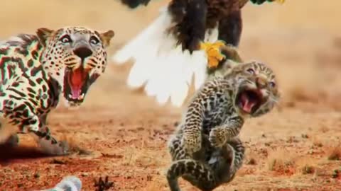 Lion vs cheetah vs Egal