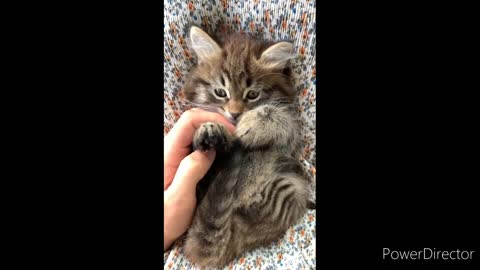 OMG So Cute Cats ♥ Best Funny Cat Videos 2021 #84