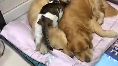 Love between a cat and dogs