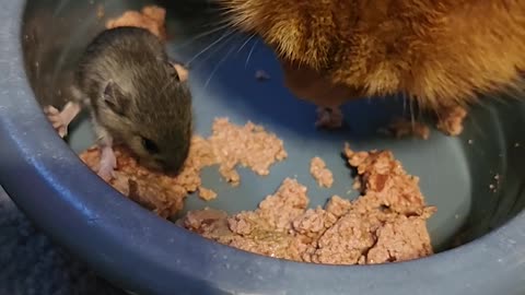 Mouse Helps Itself to Cat's Food