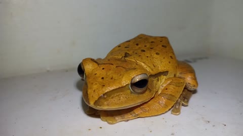 Frogs cutest