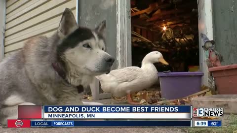 An Unlikely Friendship Between A Dog And A Duck l Surprised l A Small Town In Minnesota