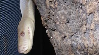 Female Albino Python Docs G/Friend