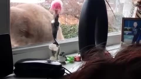 Drummer Kitty Tippy Taps on Window