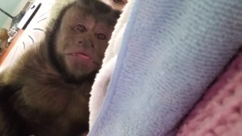Monkey Hiccups. Watch as this adorable Capuchin monkey can't stop hiccuping